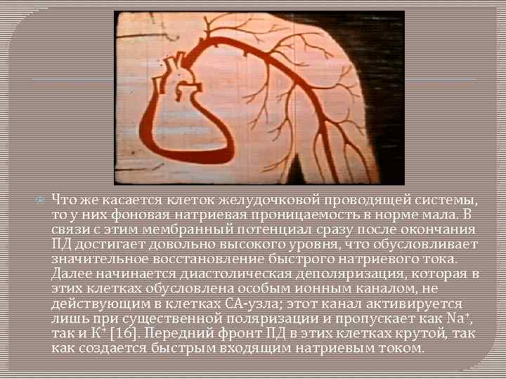  Что же касается клеток желудочковой проводящей системы, то у них фоновая натриевая проницаемость