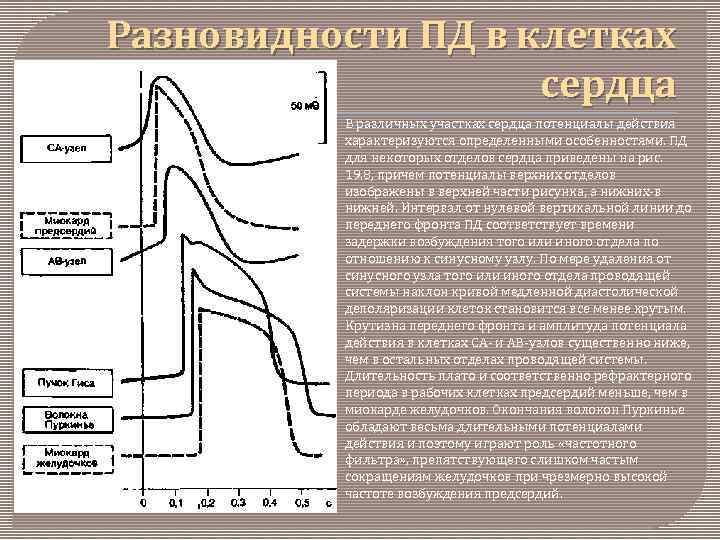  Разновидности ПД в клетках сердца В различных участках сердца потенциалы действия характеризуются определенными