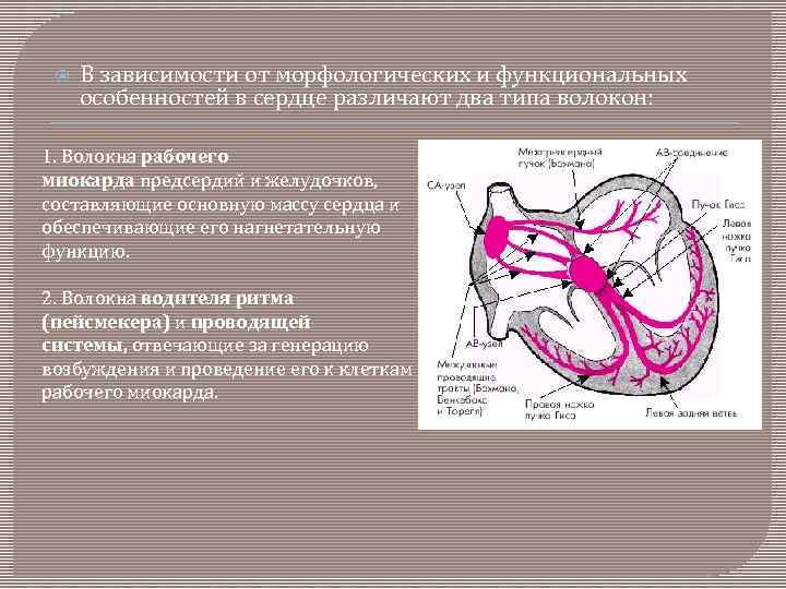  В зависимости от морфологических и функциональных особенностей в сердце различают два типа волокон: