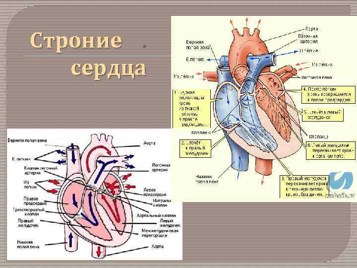 Строние . Строние сердца 