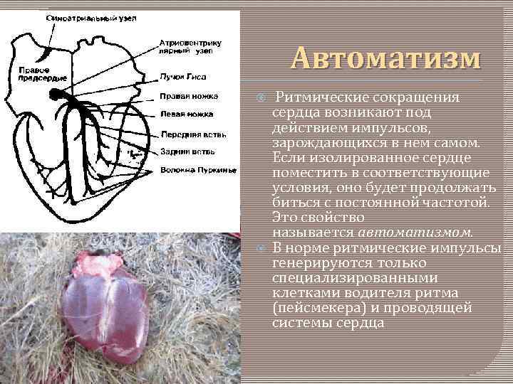 Автоматизм Ритмические сокращения сердца возникают под действием импульсов, зарождающихся в нем самом. Если изолированное