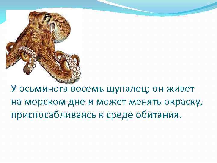 У осьминога восемь щупалец; он живет на морском дне и может менять окраску, приспосабливаясь
