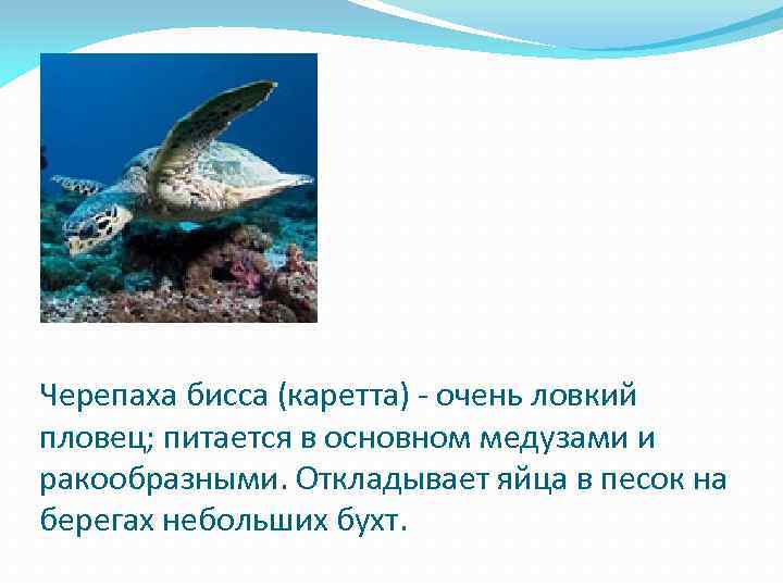 Черепаха бисса (каретта) - очень ловкий пловец; питается в основном медузами и ракообразными. Откладывает