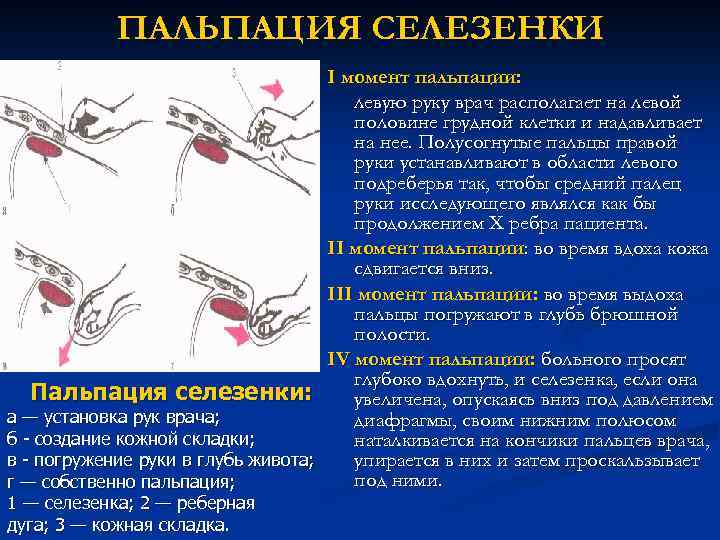 ПАЛЬПАЦИЯ СЕЛЕЗЕНКИ I момент пальпации: левую руку врач располагает на левой половине грудной клетки