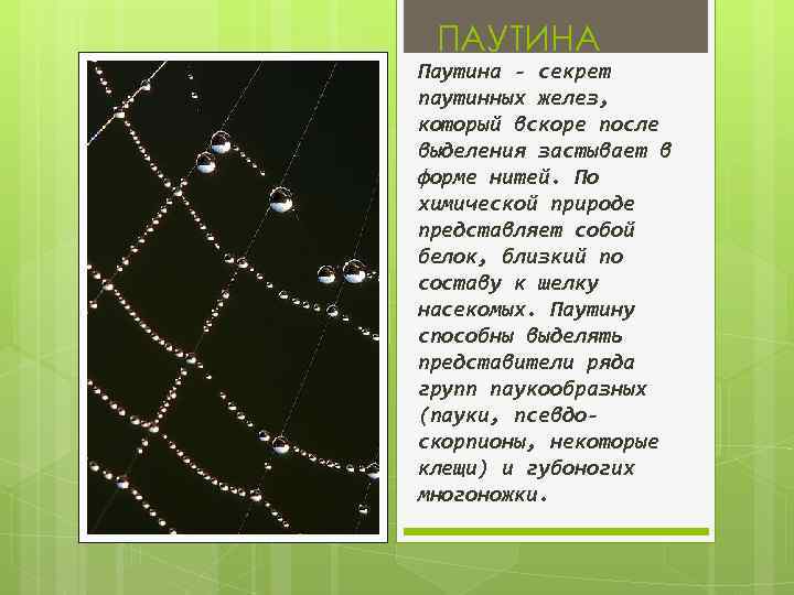 ПАУТИНА Паутина - секрет паутинных желез, который вскоре после выделения застывает в форме нитей.