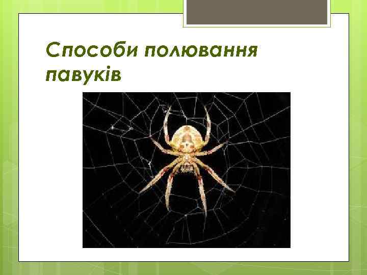 Способи полювання павуків 