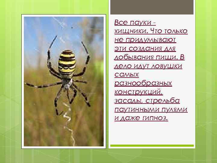 Все пауки хищники. Что только не придумывают эти создания для добывания пищи. В дело
