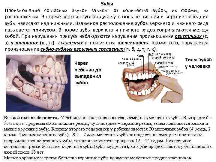 Зубы Произношение согласных звуков зависит от количества зубов, их формы, их расположения. В норме