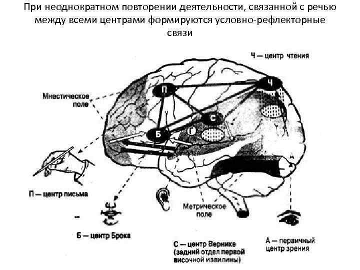 При неоднократном повторении деятельности, связанной с речью между всеми центрами формируются условно-рефлекторные связи 