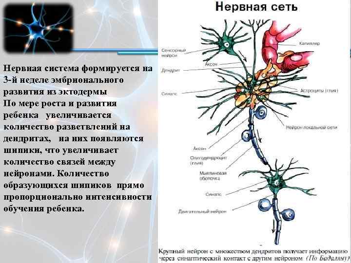 Виды нервной системы 8 класс