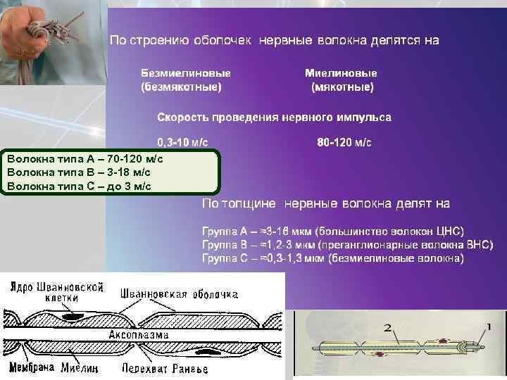 Волокна типа А – 70 -120 м/с Волокна типа В – 3 -18 м/с