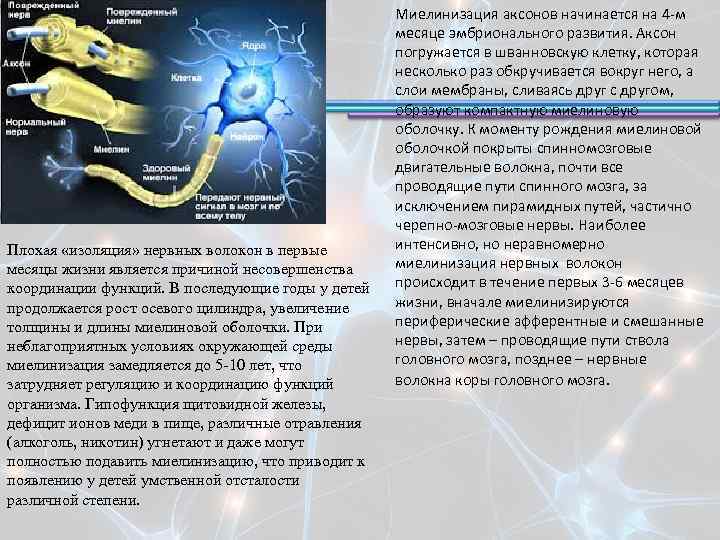 Плохая «изоляция» нервных волокон в первые месяцы жизни является причиной несовершенства координации функций. В