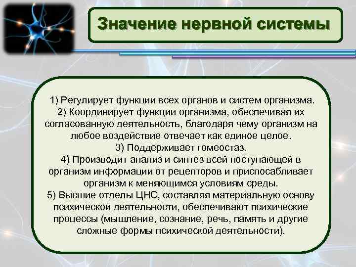 Значение нервной системы 8 класс конспект