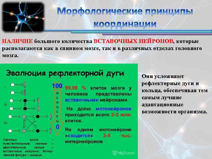 НАЛИЧИЕ большого количества ВСТАВОЧНЫХ НЕЙРОНОВ, которые располагаются как в спинном мозге, так и в