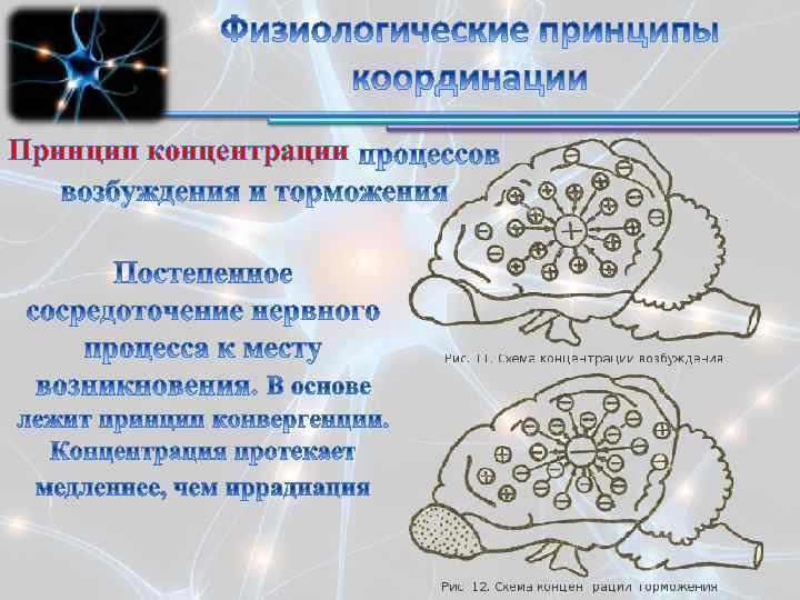 Принцип концентрации 