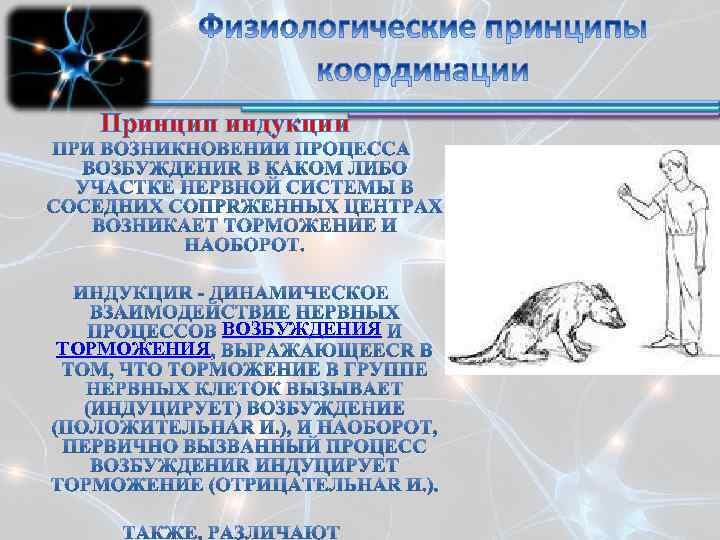 Принцип индукции ТОРМОЖЕНИЯ ВОЗБУЖДЕНИЯ 