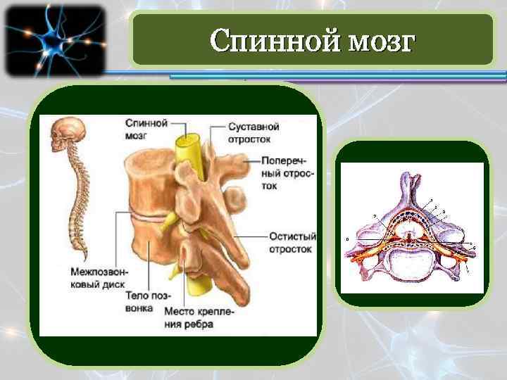 Спинной мозг 