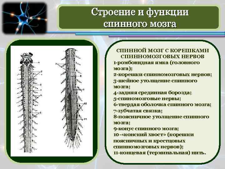 Строение и функции спинного мозга. Функции Корешков спинномозговых нервов. Строение и функции спинномозговых нервов. Поясничное утолщение спинного мозга. Спинной мозг с корешками спинномозговых нервов.