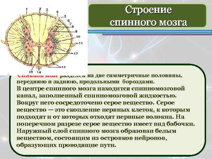 Функциональная анатомия спинного мозга презентация