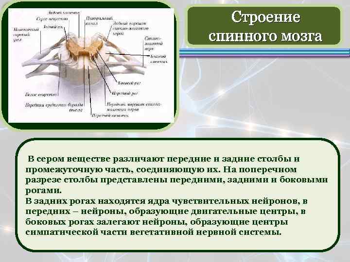 Строение спинного мозга В сером веществе различают передние и задние столбы и промежуточную часть,