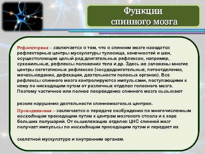 Функции спинного мозга Рефлекторная – заключается в том, что в спинном мозге находятся рефлекторные