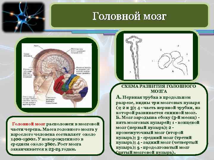 Средняя масса головного мозга взрослого человека составляет. Масса головного мозга человека колеблется в этих пределах:.