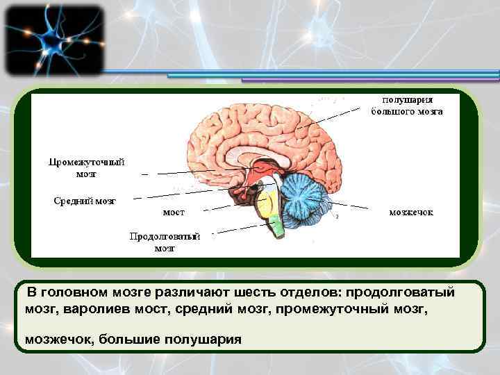 Каким веществом образован передний мозг