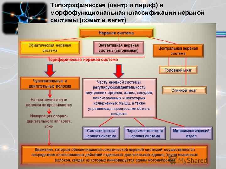 Топографическая (центр и периф) и морфофункциональная классификации нервной системы (сомат и вегет) 