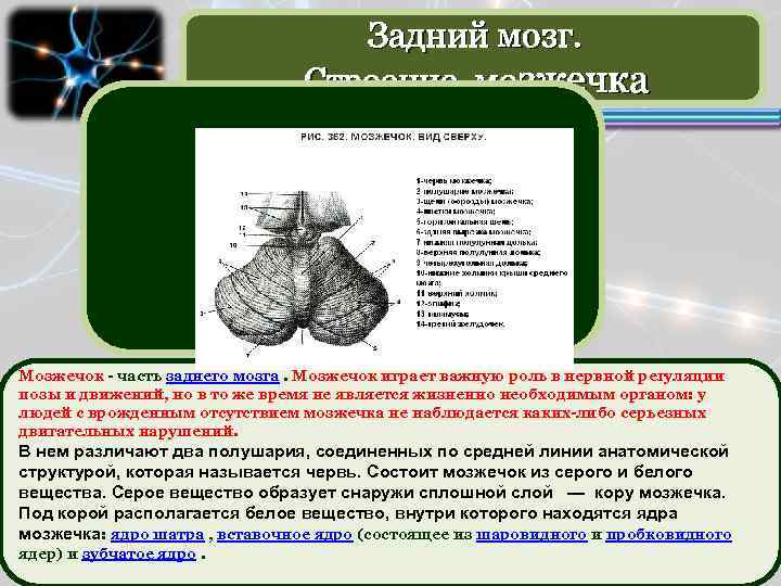 Мозжечок особенности строения