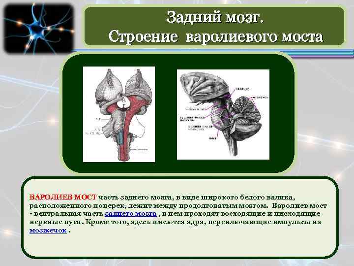 Задний мозг. Строение варолиевого моста ВАРОЛИЕВ МОСТ часть заднего мозга, в виде широкого белого