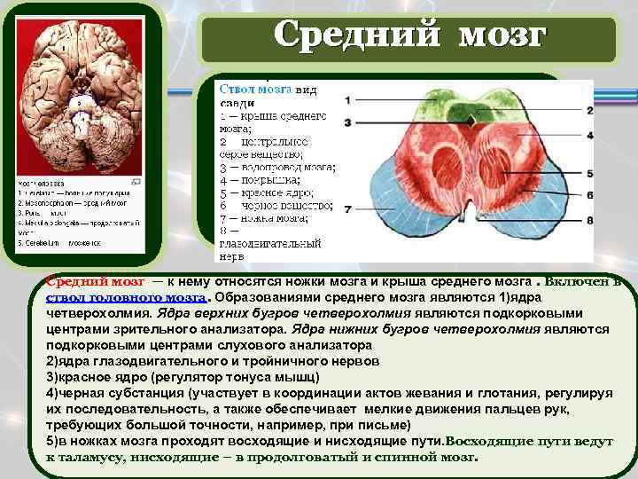 Средний мозг — к нему относятся ножки мозга и крыша среднего мозга. Включен в