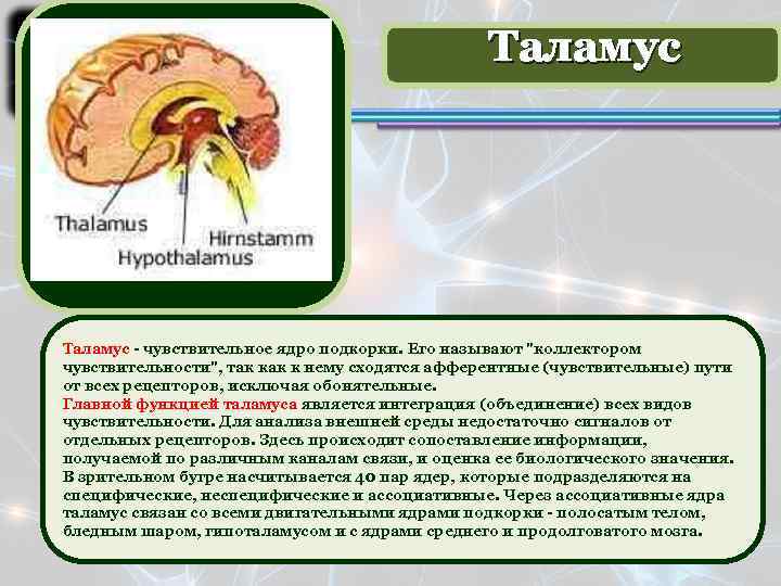 Таламус - чувствительное ядро подкорки. Его называют 