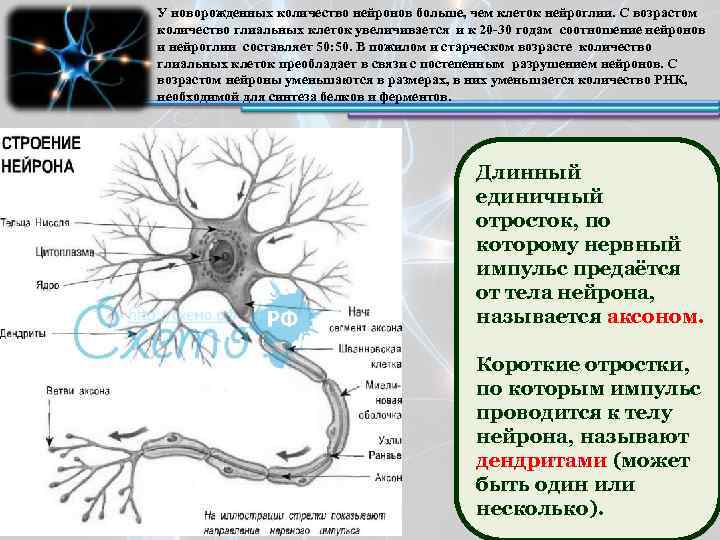 У новорожденных количество нейронов больше, чем клеток нейроглии. С возрастом количество глиальных клеток увеличивается