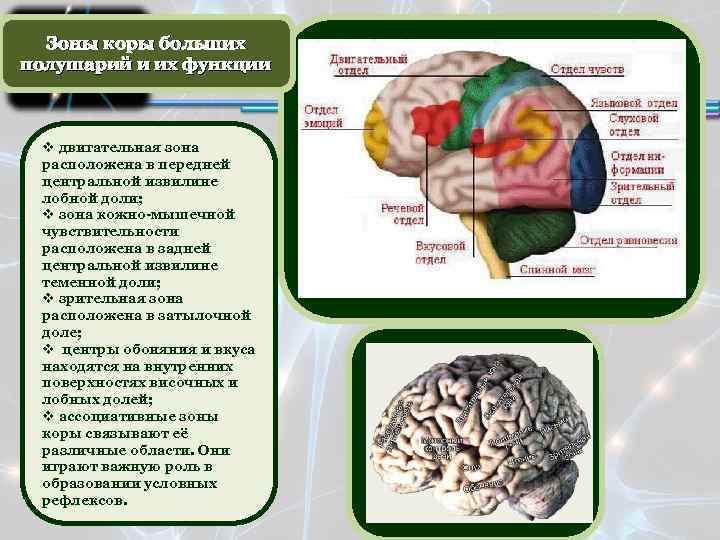 Зоны коры больших полушарий и их функции v двигательная зона расположена в передней центральной