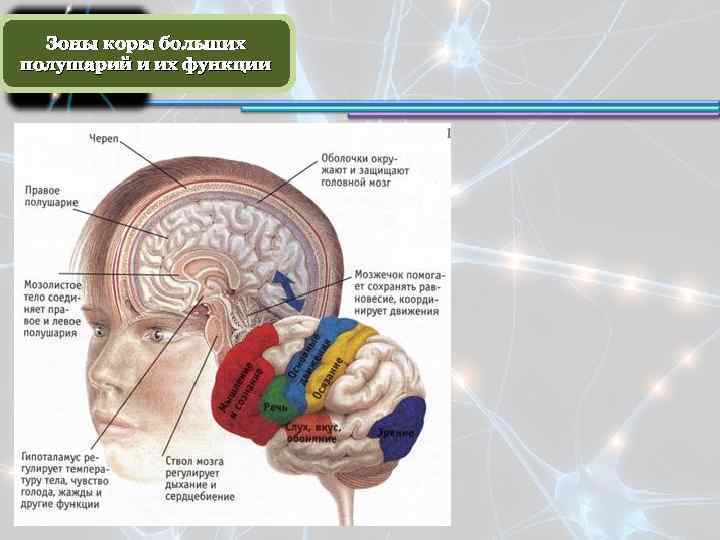 Зоны коры больших полушарий и их функции 