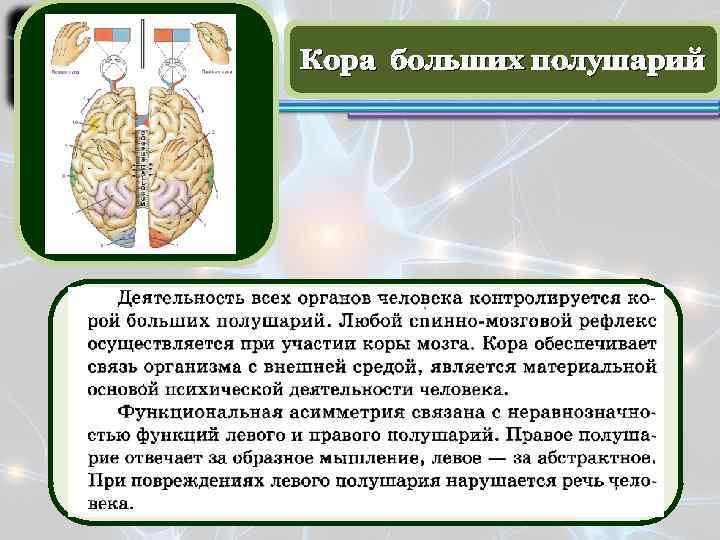 Кора больших полушарий 