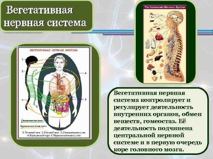 Какая система регулирует работу органов. Вегетативная нервная система человека. Вегетативный отдел нервной системы человека. Вегетативная нервная система человека регулирует работу мышц. Вегетативный отдел нервной системы человека регулирует работу мышц.