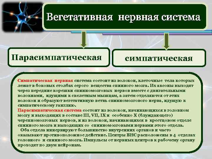 Вегетативная нервная система Парасимпатическая Симпатическая нервная система состоит из волокон, клеточные тела которых лежат