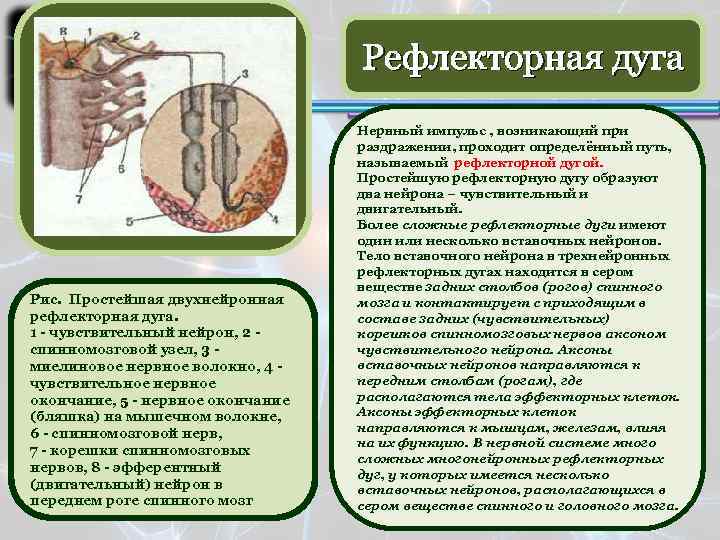 Рефлекторная дуга Рис. Простейшая двухнейронная рефлекторная дуга. 1 - чувствительный нейрон, 2 - спинномозговой