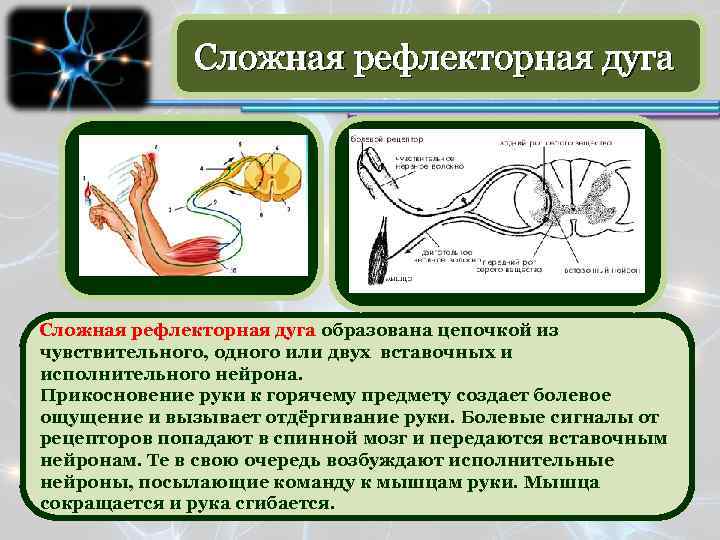 Что отсутствует в изображенной схеме рефлекторной дуги 1 вставочный