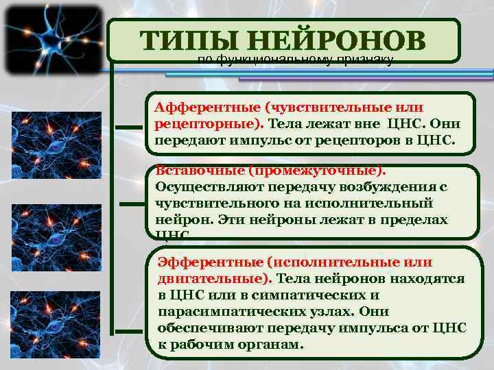 ТИПЫ НЕЙРОНОВ по функциональному признаку Афферентные (чувствительные или рецепторные). Тела лежат вне ЦНС. Они