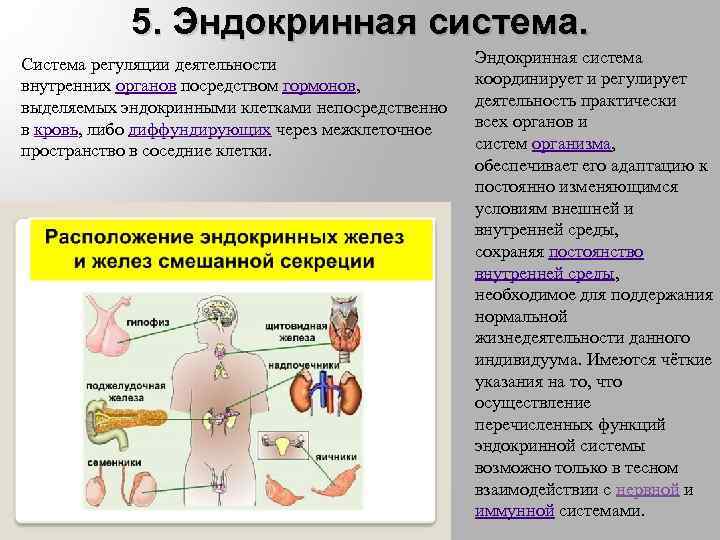 Пропедевтика эндокринной системы презентация