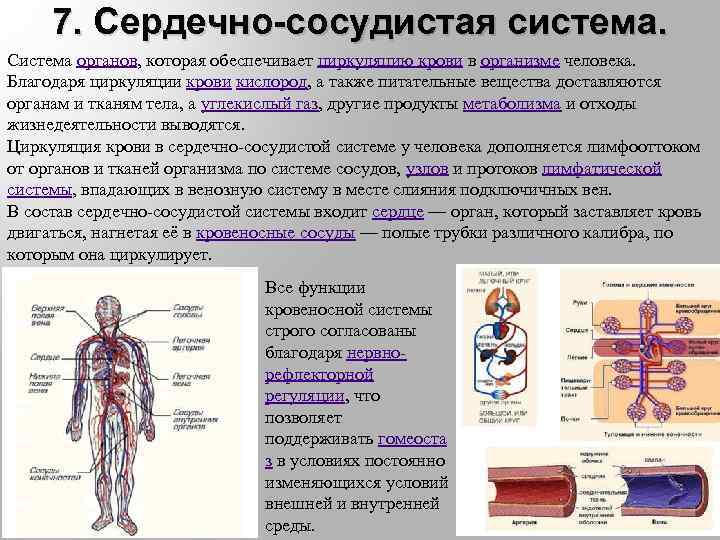 Где находятся кровеносные и лимфатические сосуды