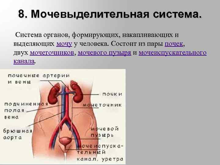 8. Мочевыделительная система. Система органов, формирующих, накапливающих и выделяющих мочу у человека. Состоит из