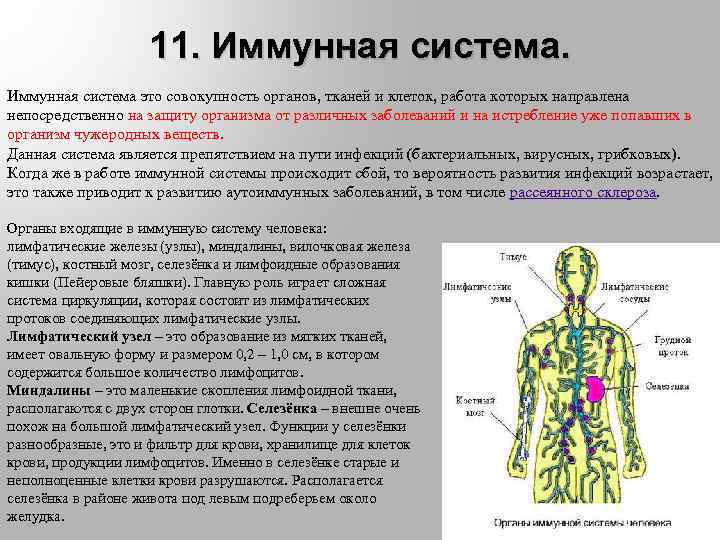 Самые крупные лимфатические