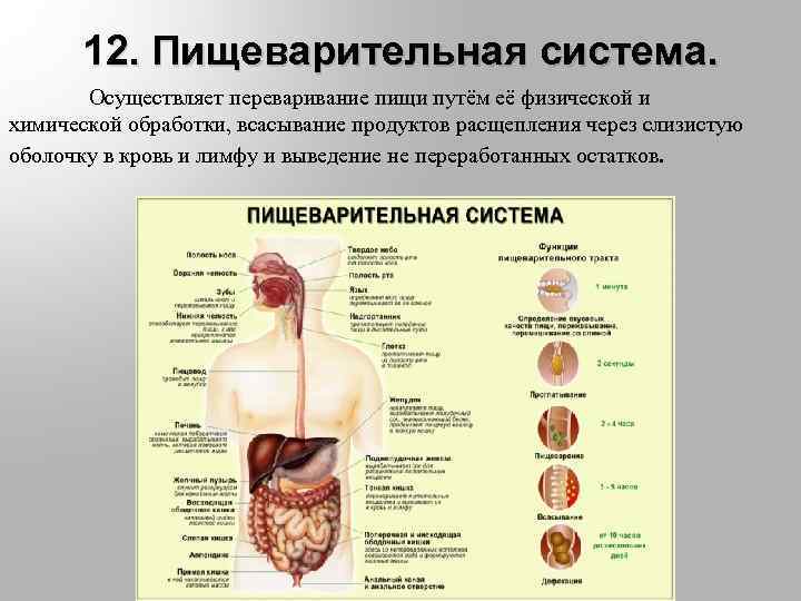 Анатомия гигиена. Возрастные изменения пищеварительной системы. Возрастные изменения органов пищеварительной системы таблица. Пищеварительная система путь пищи. Продукты расщепления пищеварительной системы.