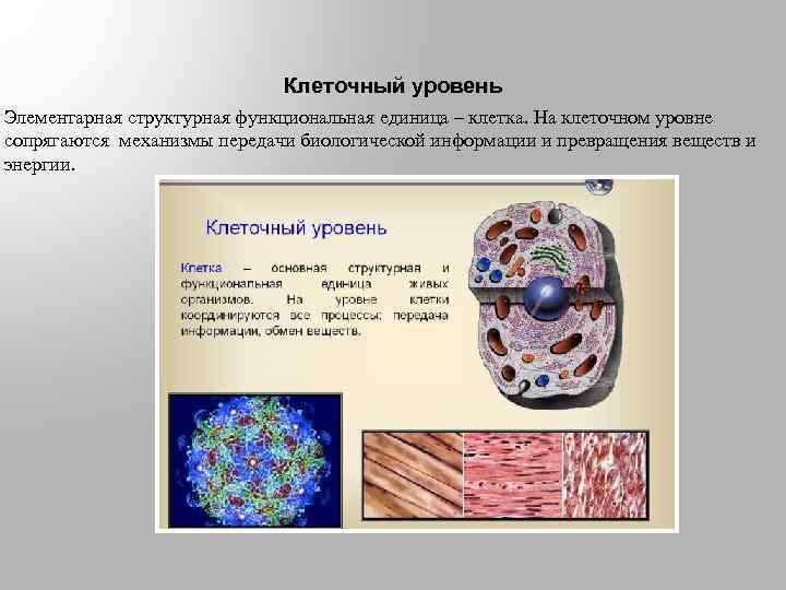 Появление клетки как исходная точка биологической эволюции