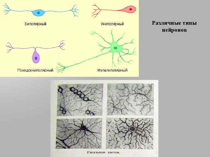 Различные типы нейронов 