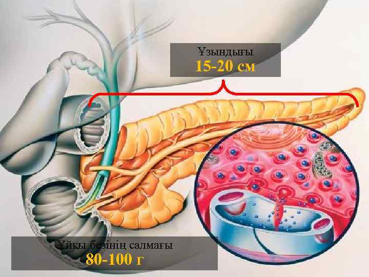 Ұзындығы 15 -20 см Ұйқы безінің салмағы 80 -100 г 