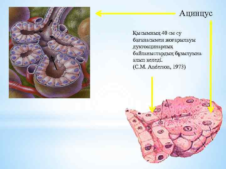 Ацинцус Қысымның 40 см су бағанасымен жоғарылауы дуктоацинарлық байланыстардың бұзылуына алып келеді. (C. M.